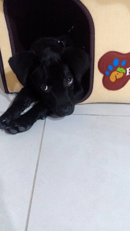 12279097_10205537002209749_1274915531674824063_n